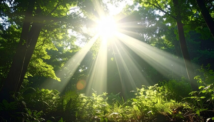 Hopeful sunbeam with bright ray of light shining through green nature forest and trees for beautiful serene scene