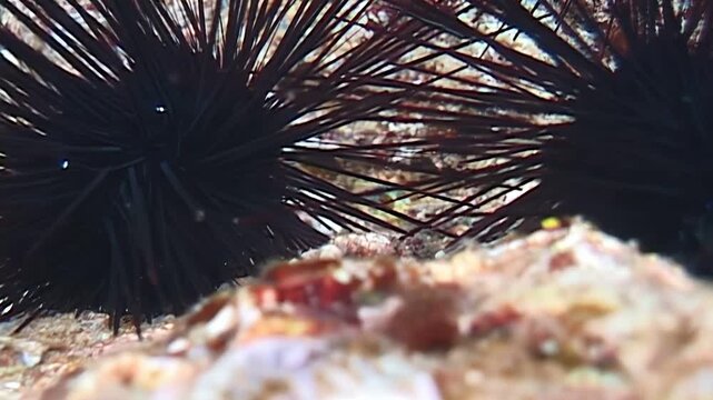 Off the coast of Papua New Guinea and Indonesia, an arrow crab finds shelter. It is safely positioned among the formidable spines of a sea urchin on the coral reef.
