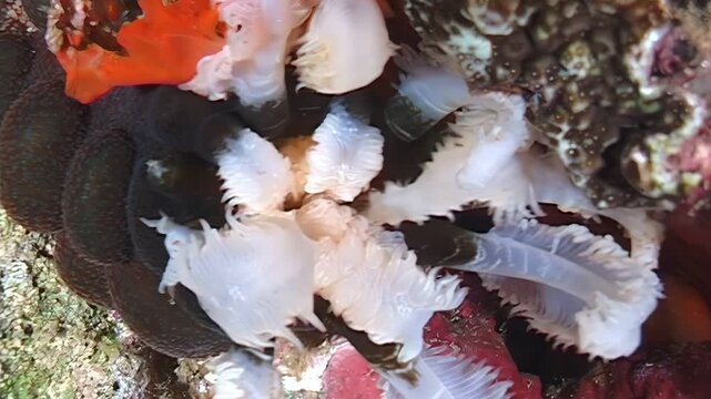 Witness the Eupata godeffroyi sea cucumber feeding on the reef during the night. This invertebrate was observed in the waters around Papua New Guinea and Indonesia.