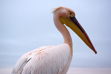 Pélican a Swakopmund, Namibie