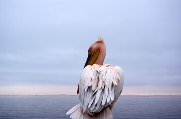 Pélican a Swakopmund, Namibie