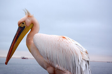 Pélican a Swakopmund, Namibie