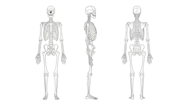 Human Skeleton Anatomy Vector Illustration: Full Body Outline with Anterior, Lateral, and Posterior Views for Medical and Educational Use
