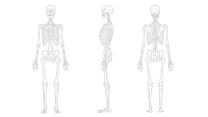 Human Skeleton Anatomy Vector Illustration: Full Body Views (Anterior, Lateral, Posterior) © grvect02