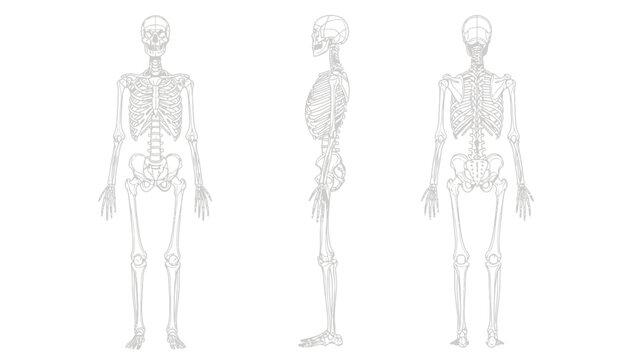 Human Skeleton Anatomy Vector Illustration: Full Body Views (Anterior, Lateral, Posterior)