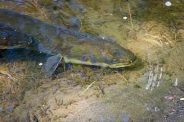 Close up of a native new zealand eel swimming in river near bank