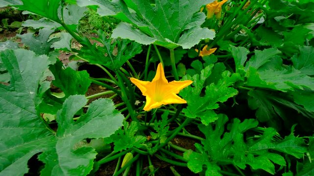 Super close up of zucchini flower in full bloom and moving camera away reveling healthy whole plant growing in vegetable garden