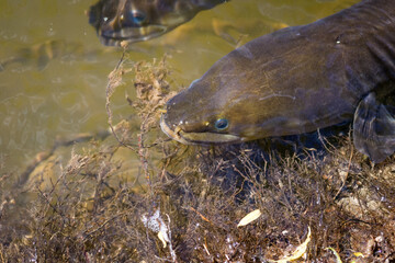 Close up of a native new zealand eel swimming in river near bank