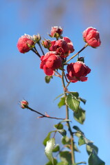 Winter Rosen Garten Blumen Weihnachten mit Frost