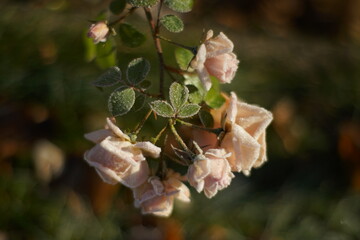 Winter Rosen Garten Blumen Weihnachten mit Frost
