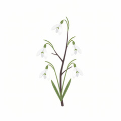 Simple Cartoon Snowdrop Flower Illustration