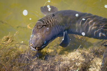Fototapeta premium Close up of a native new zealand eel swimming in river near bank