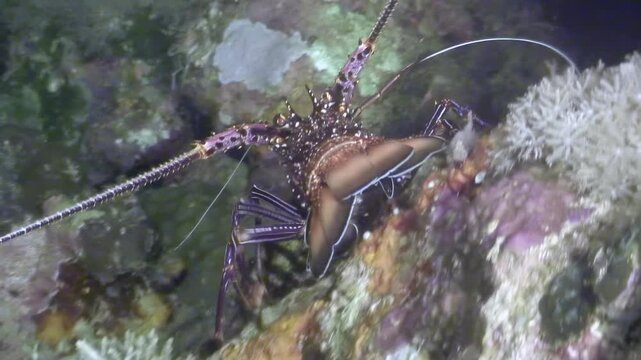 A Caribbean spiny lobster seeks shelter between colorful coral formations. This nocturnal crustacean is filmed at night while diving.