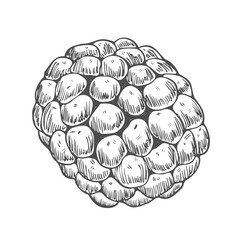 Simple raspberry or blackberry in a detailed line art style. An outline icon of a summer berry for food packaging or recipes.
