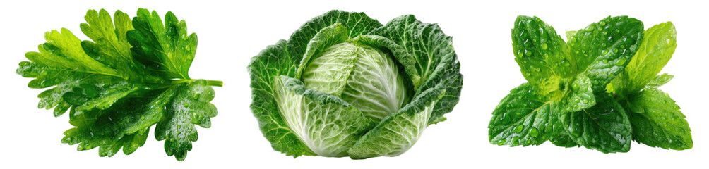 Fototapeta premium Fresh Green Parsley Leaf Savoy Cabbage Head and Mint Leaves with Water Droplets Isolated on White Background Healthy Raw Vegetables Herbs Ingredients for Salad