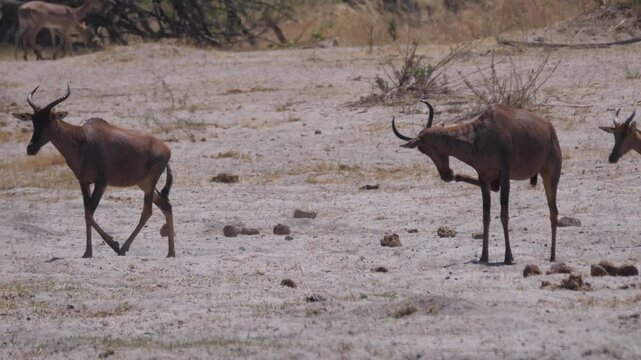 Red hartebeest and her young at Okavango Delta in Botswana