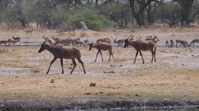 Red hartebeest and her young at Okavango Delta in Botswana
