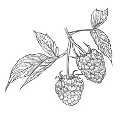 Raspberry branch, hand drawn black and white graphic vector illustration. Isolated on a white background.