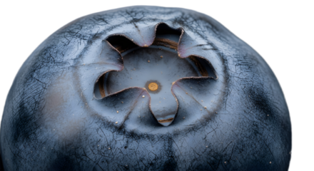 Close up macro blueberry fruit detail showing crown and texture for food photography on transparent background