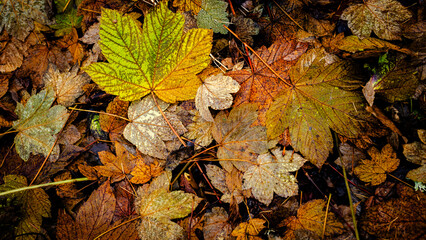 Close up of fallen leves on ground in autumn