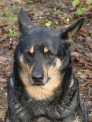 Direct Gaze Portrait of Black Tan Shepherd Dog
