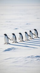 Obraz premium Group of gentoo penguins marching in snowy Antarctica