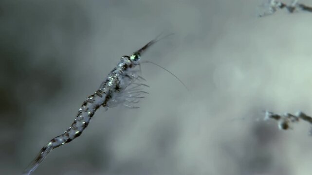 Captured near the South Pole, the Antarctic krill swim gracefully. Tiny crustaceans move through the water. They appear silvery in the dim light of the ocean.