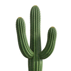 A tall green columnar cactus with three arms standing upright isolated on transparent background