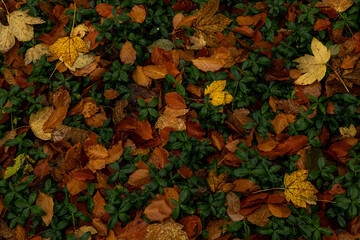Close up of fallen leves on ground in autumn