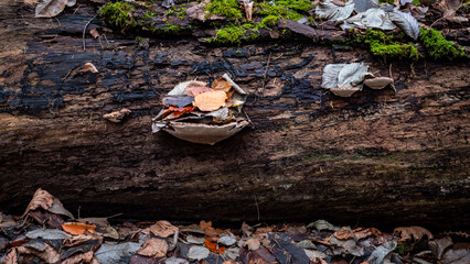 Close up of fallen leves on ground in autumn
