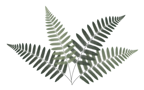 Fern fronds arranged in a star shape isolated on transparent background