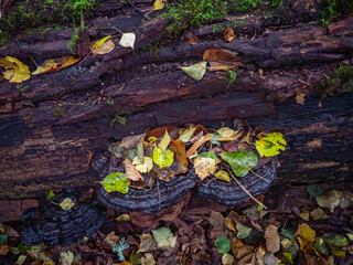 Close up of fallen leves on ground in autumn