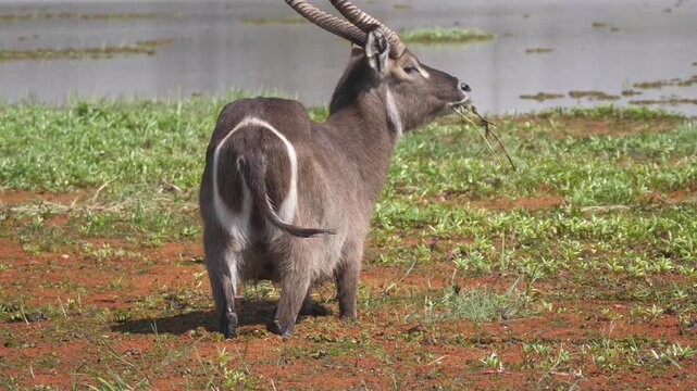 Male waterbuck grazzing in wetland of Okavango Delta in Botswana
