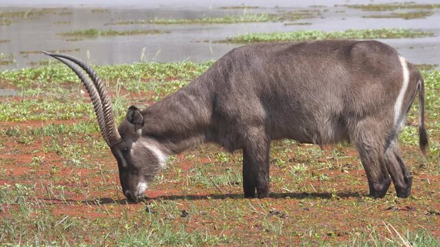 Male waterbuck grazzing in wetland of Okavango Delta in Botswana