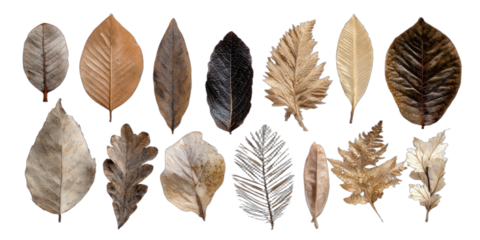 Collection of diverse dry leaves in natural earthy and metallic tones on black background