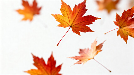 Autumn maple leaves in flight