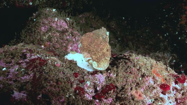 A large Sea Hare munches algae and other growth on a rock in Monterey Bay, California. The underwater ecosystem appears rich and diverse. A close look at marine life.