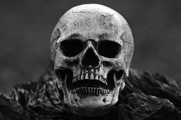 Close-Up Human Skull in Dramatic Light