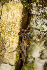 Close up of lemon tree borer beetle native to new zealand