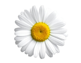 White Daisy on Transparent Background