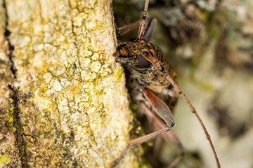 Close up of lemon tree borer beetle native to new zealand