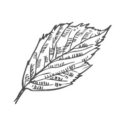Hand drawn simple leaf sketch isolated on white background. Botanical element