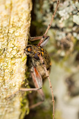 Close up of lemon tree borer beetle native to new zealand