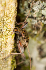 Close up of lemon tree borer beetle native to new zealand