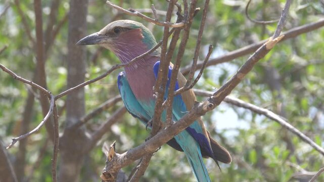 Lilac-breasted roller in a tree at Okavango Delta in Botswana