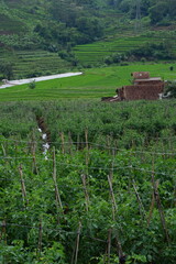 Serene Landscape View of Tomato Field with Rice Terraces Background