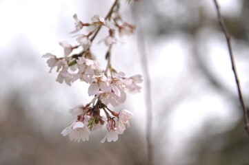 春の桜