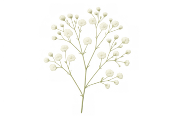 Gypsophila baby's breath flower vector illustration with white blossoms and green stems, transparent background element