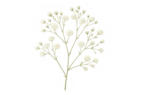 Gypsophila baby's breath flower vector illustration with white blossoms and green stems, transparent background element