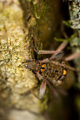 Close up of lemon tree borer beetle native to new zealand